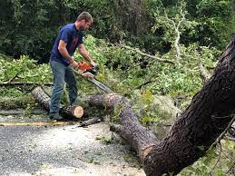 Best Root Management and Removal  in Jacksboro, TX