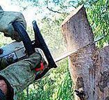 Best Tree and Shrub Care  in Jacksboro, TX