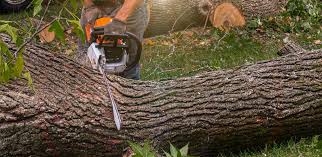 Best Hazardous Tree Removal  in Jacksboro, TX