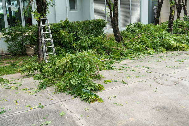 Best Palm Tree Trimming  in Jacksboro, TX