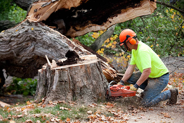 Best Tree Mulching  in Jacksboro, TX
