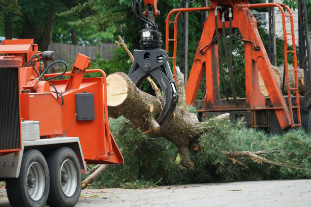 Best Tree Trimming and Pruning  in Jacksboro, TX