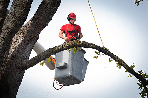 Trusted Jacksboro, TX Tree Services Experts