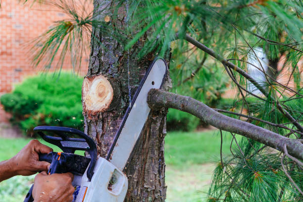 How Our Tree Care Process Works  in  Jacksboro, TX